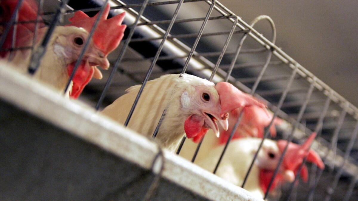 Proposition 12 would require farmers to provide better living conditions for egg-laying hens, veal calves and breeding pigs.