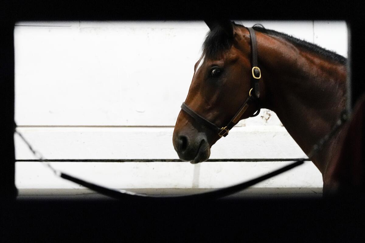 Journalism stands in his stable at Pimlico Race Course ahead of the Preakness Stakes Saturday in Baltimore.