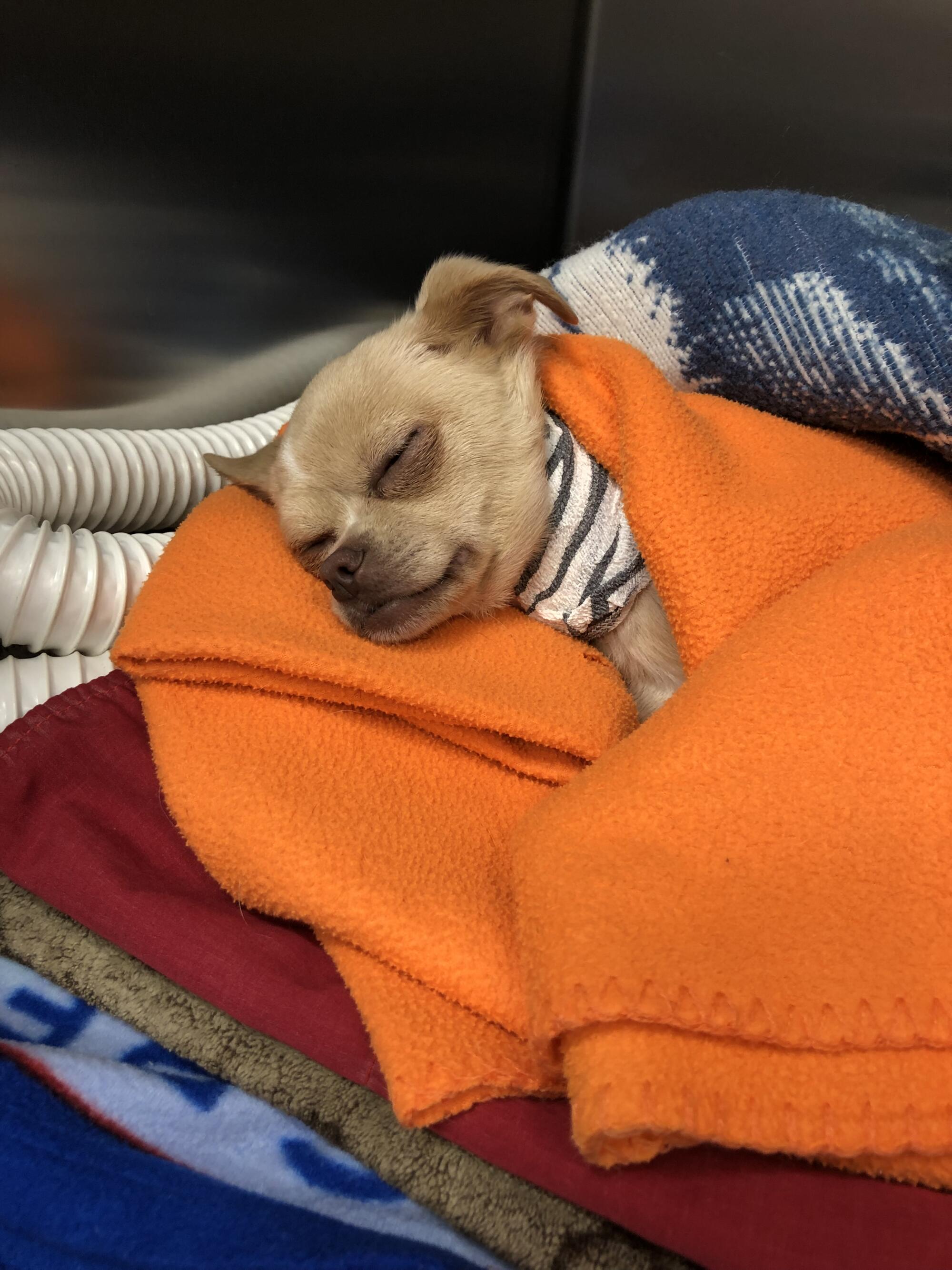 Luna, the chihuahua-pug dog rescued by Raquel Cypert.