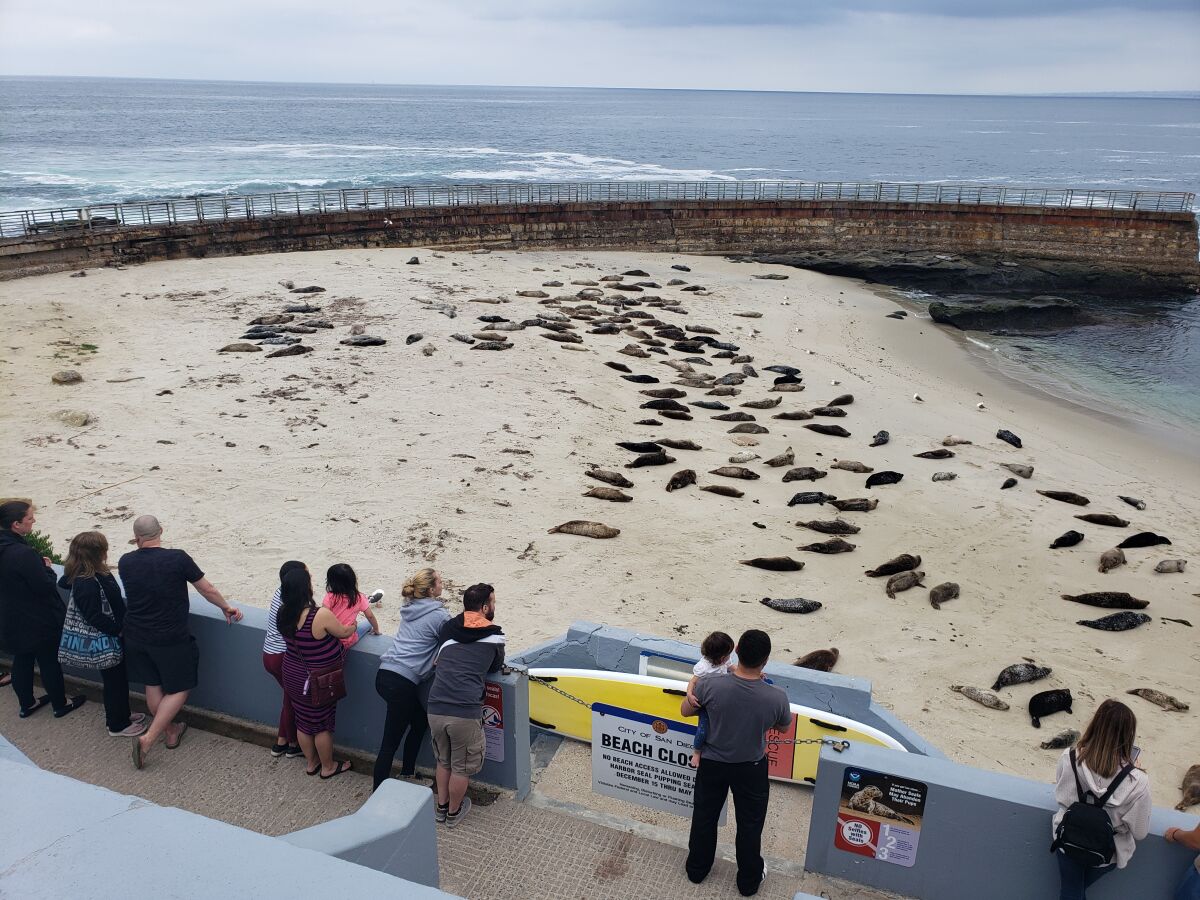 People gather to watch the seals at the Children's Pool in La Jolla in 2019.