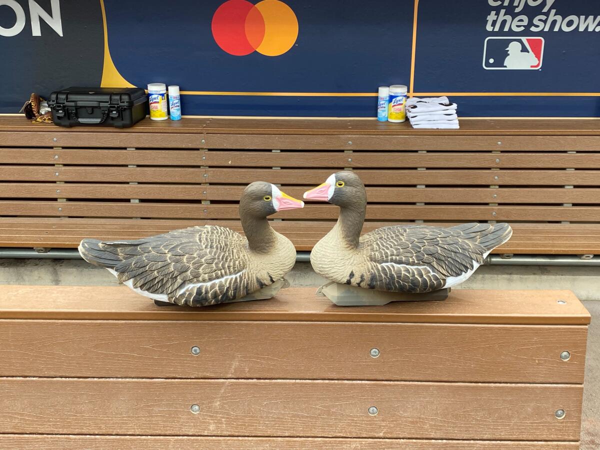 Fake geese are spotted in the Padres' dugout before Game 3 of the National League Division Series on Friday.