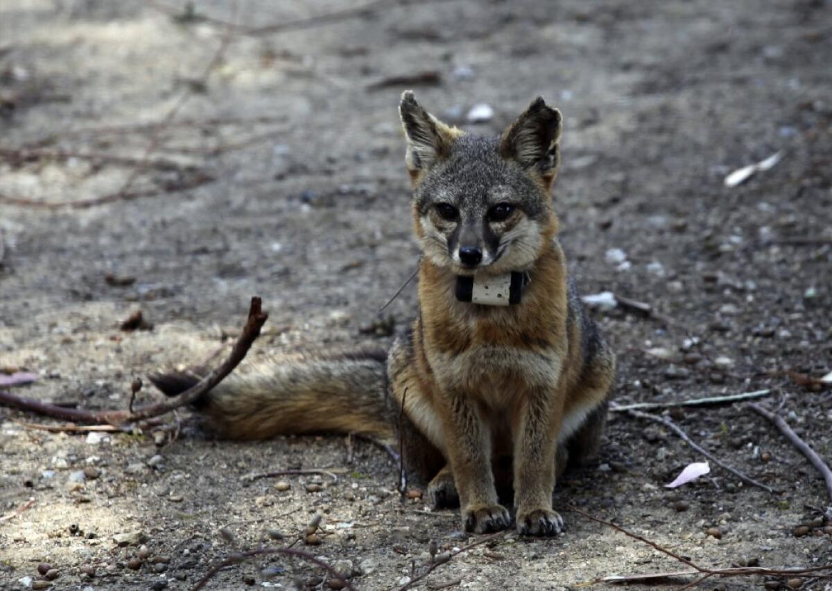 The endangered Santa Catalina Island fox population is nearly fully recovered, 15 years after it was devastated by a distemper epidemic.