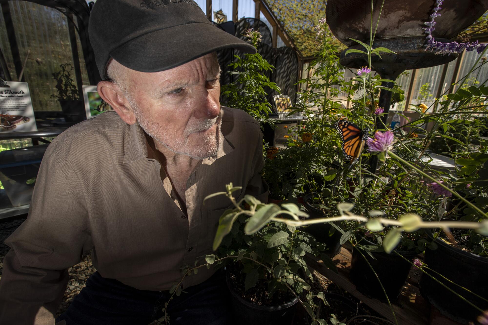 The Mountain Mermaid's Bill Buerge looks at a monarch butterfly in his butterfly house.