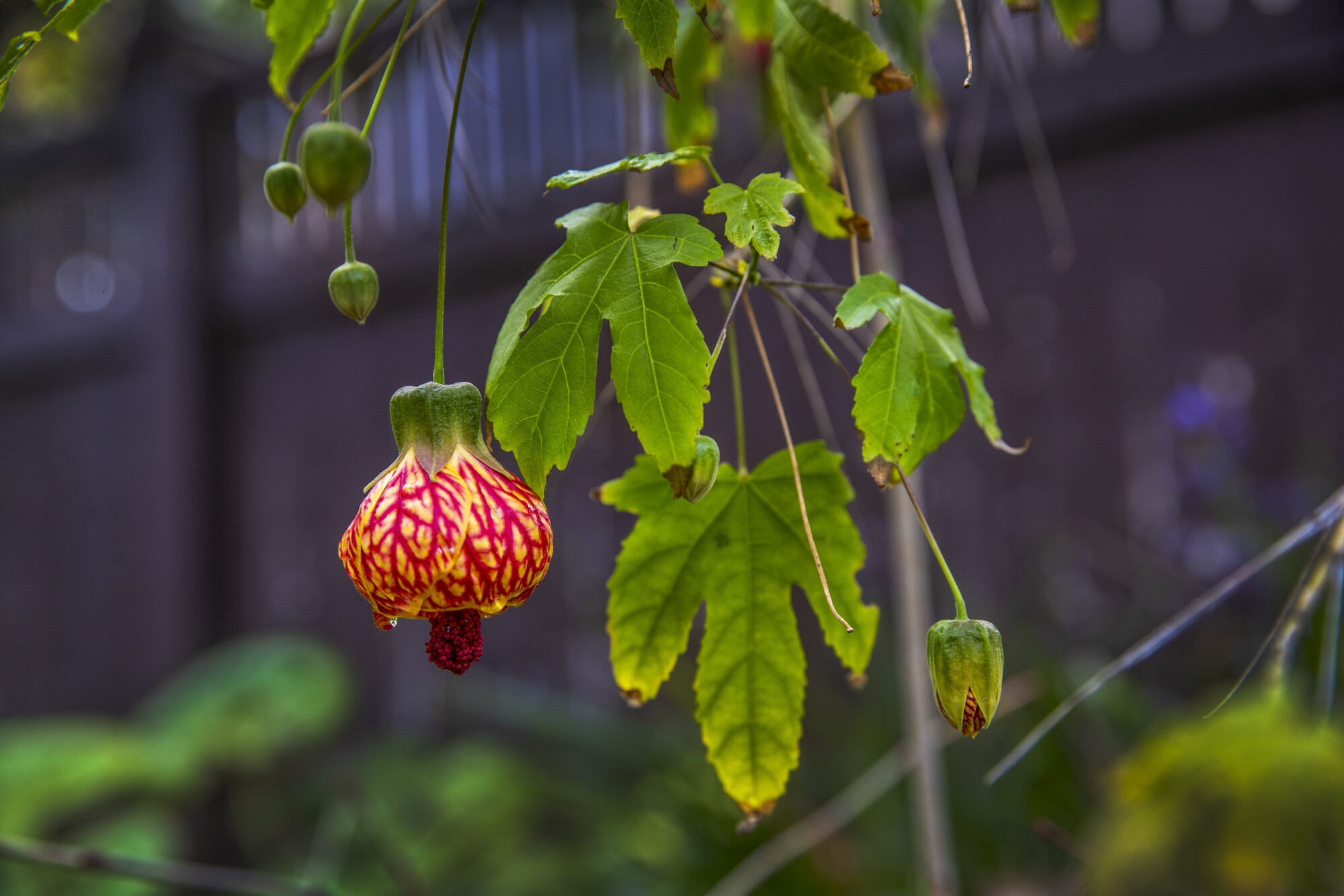 A red and yellow striped Chinese lantern flower (Physalis alkekengi) hangs upside down.