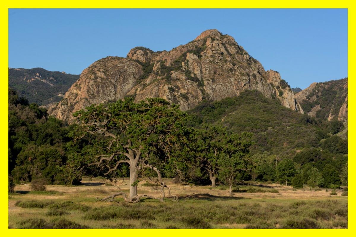 Trees in front of a rocky outcrop in Malibu Creek State Park