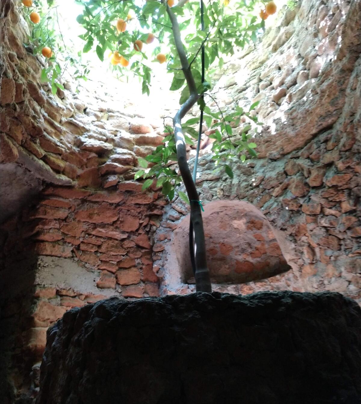 A fruit tree stretches up to sunlight in an underground courtyard in Fresno's Forestiere Underground Gardens.