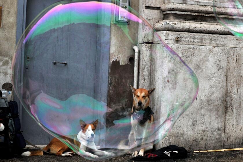 Soap bubbles of a street artist float next to two dogs in Piazza del Popolo in Rome.