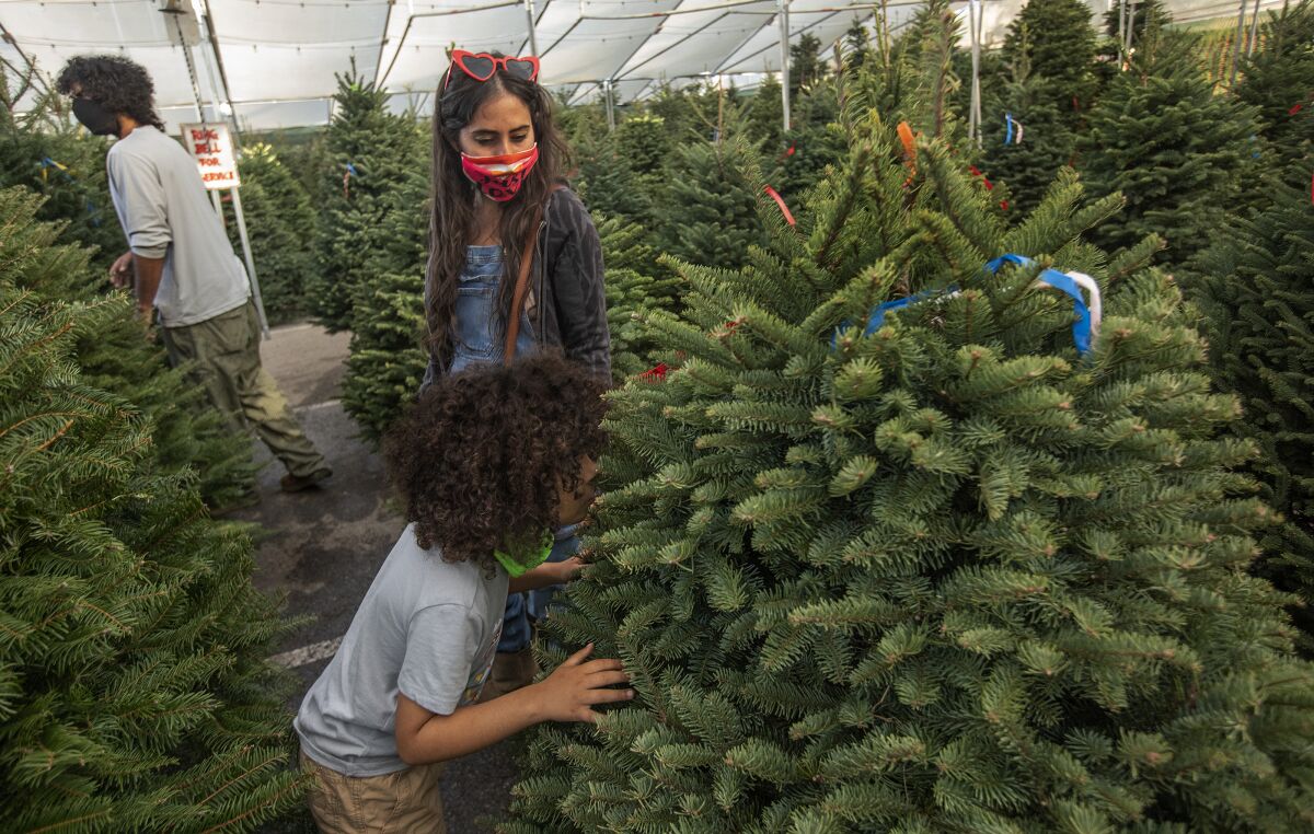 A woman looks down at a little boy sniffing a Christmas tree for sale.