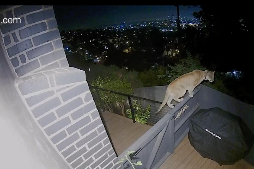 P-22, the mountain lion that has called Griffith Park home for the last decade, visited a home in nearby Beachwood Canyon on Jan. 4, 2022.