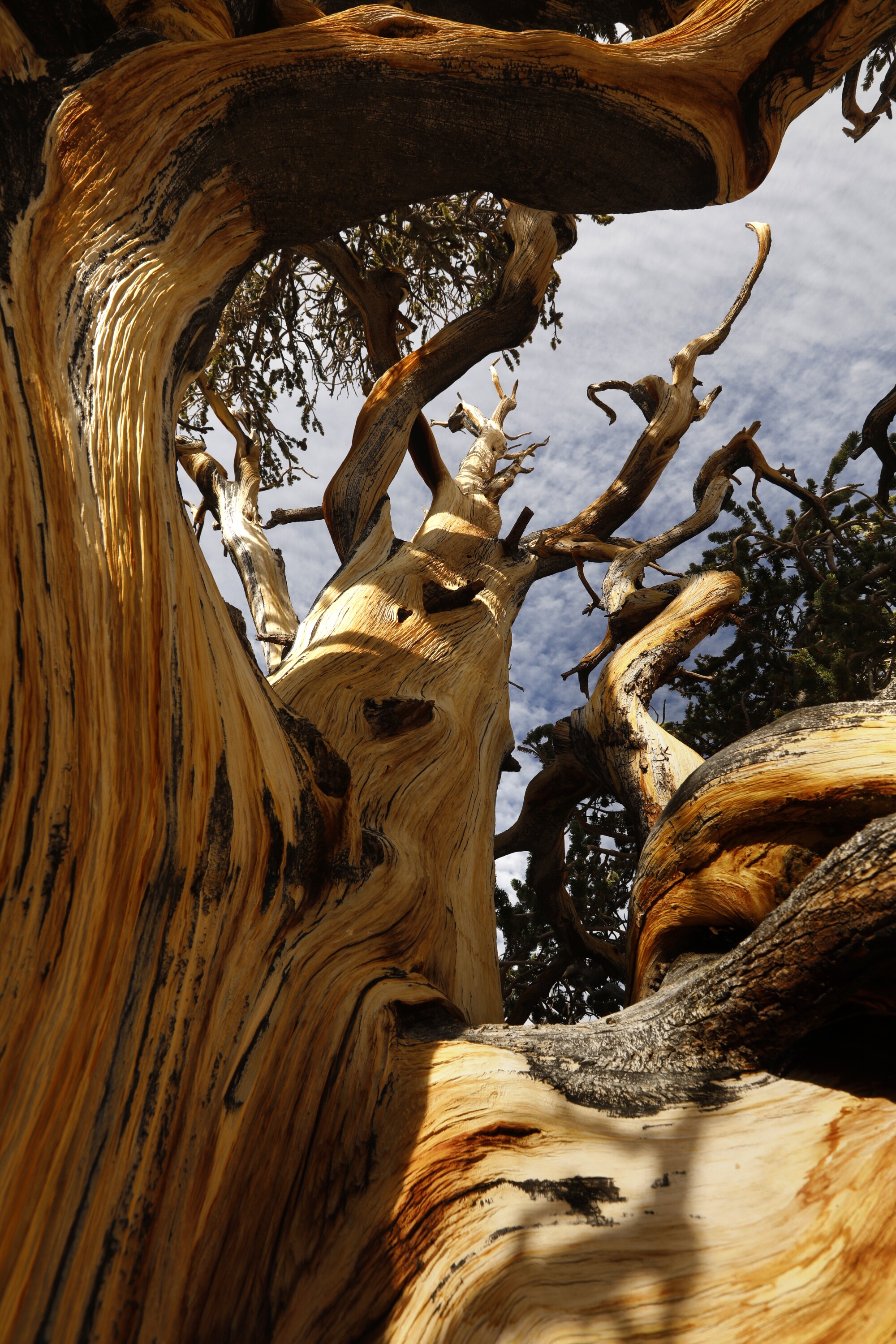 Intricately gnarled wood of a bristlecone pine