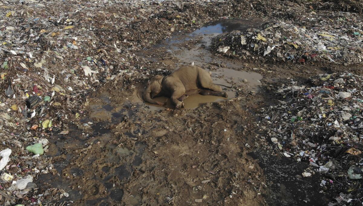 El cadáver de un elefante salvaje yace en un basurero en la aldea de Pallakkadu, en el distrito de Ampara