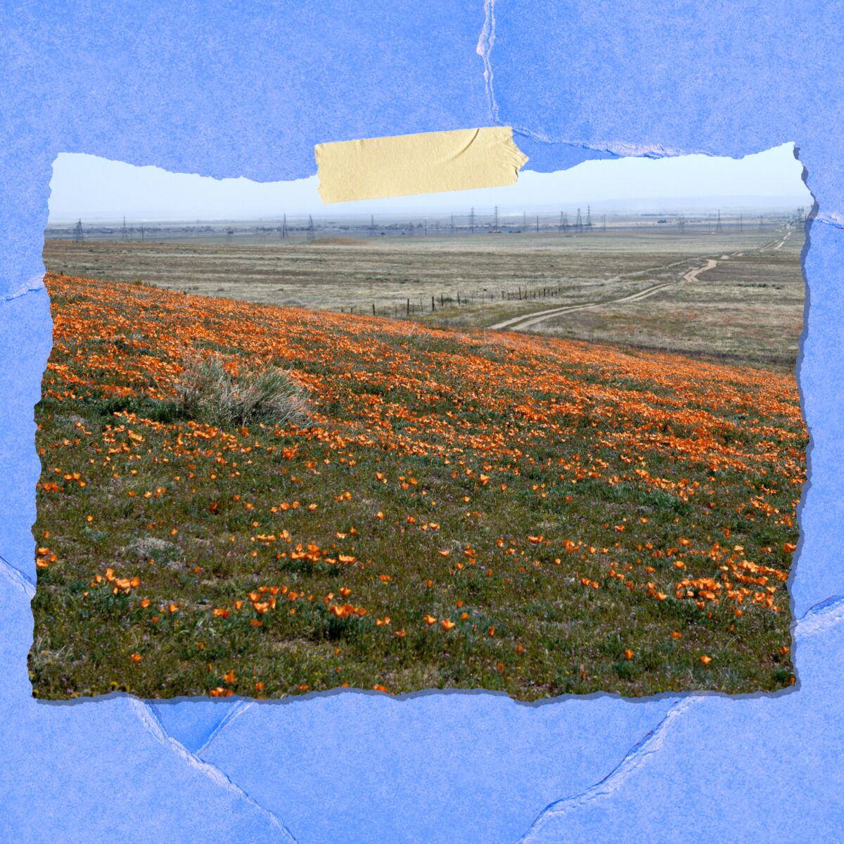 The bloom at the Antelope Valley California Poppy Reserve in Lancaster on March 11.