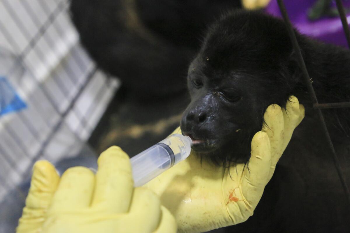 Un veterinario alimenta a un joven mono 