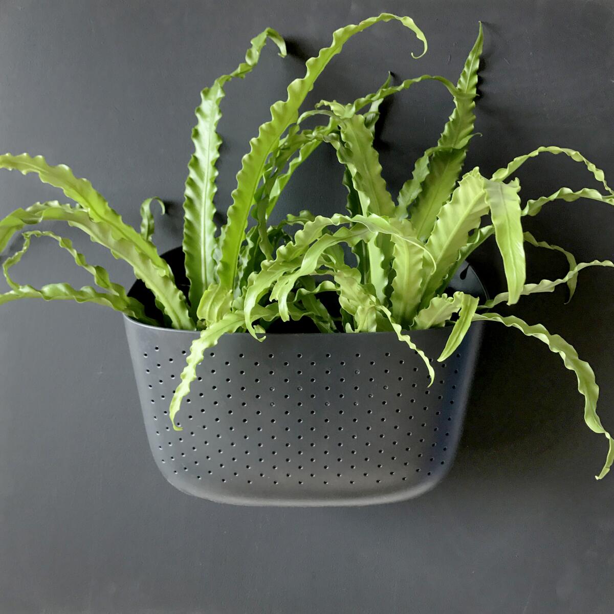 WallyGro's Eco Wall Planter in charcoal