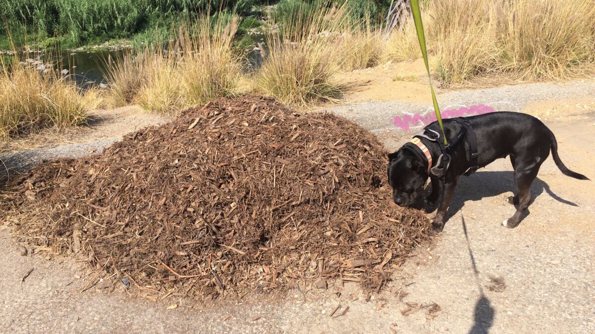 While Bonnie was intrigued by the piece, she much preferred the sculptural and aromatic qualities of this nearby pile of mulch.