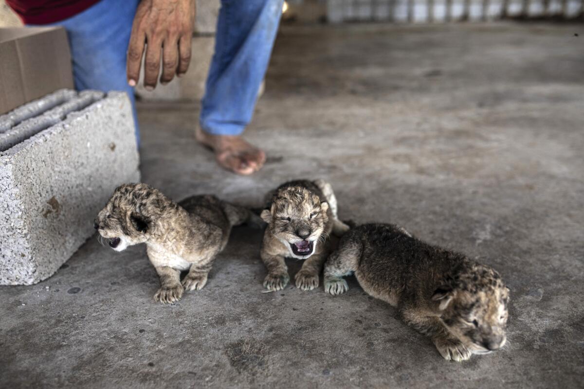 This Old Cub