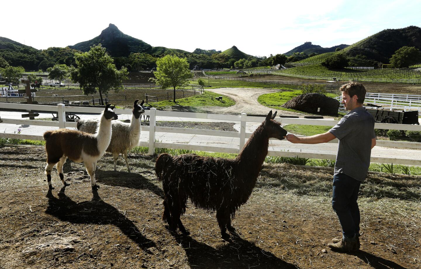 Dakota Semier, ranch manager at Malibu Family Wines, feeds an alpaca inside its pen at the ranch in Malibu on March 10. At left are a pair of llamas. Since last November, mountain lions have killed two llamas and an alpaca while inside the pen.