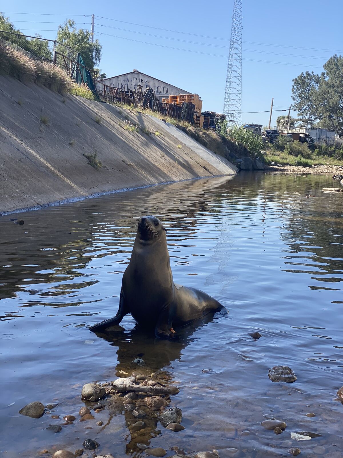 Sea lion dubbed "Freeway" went into a San Diego storm drain April 7