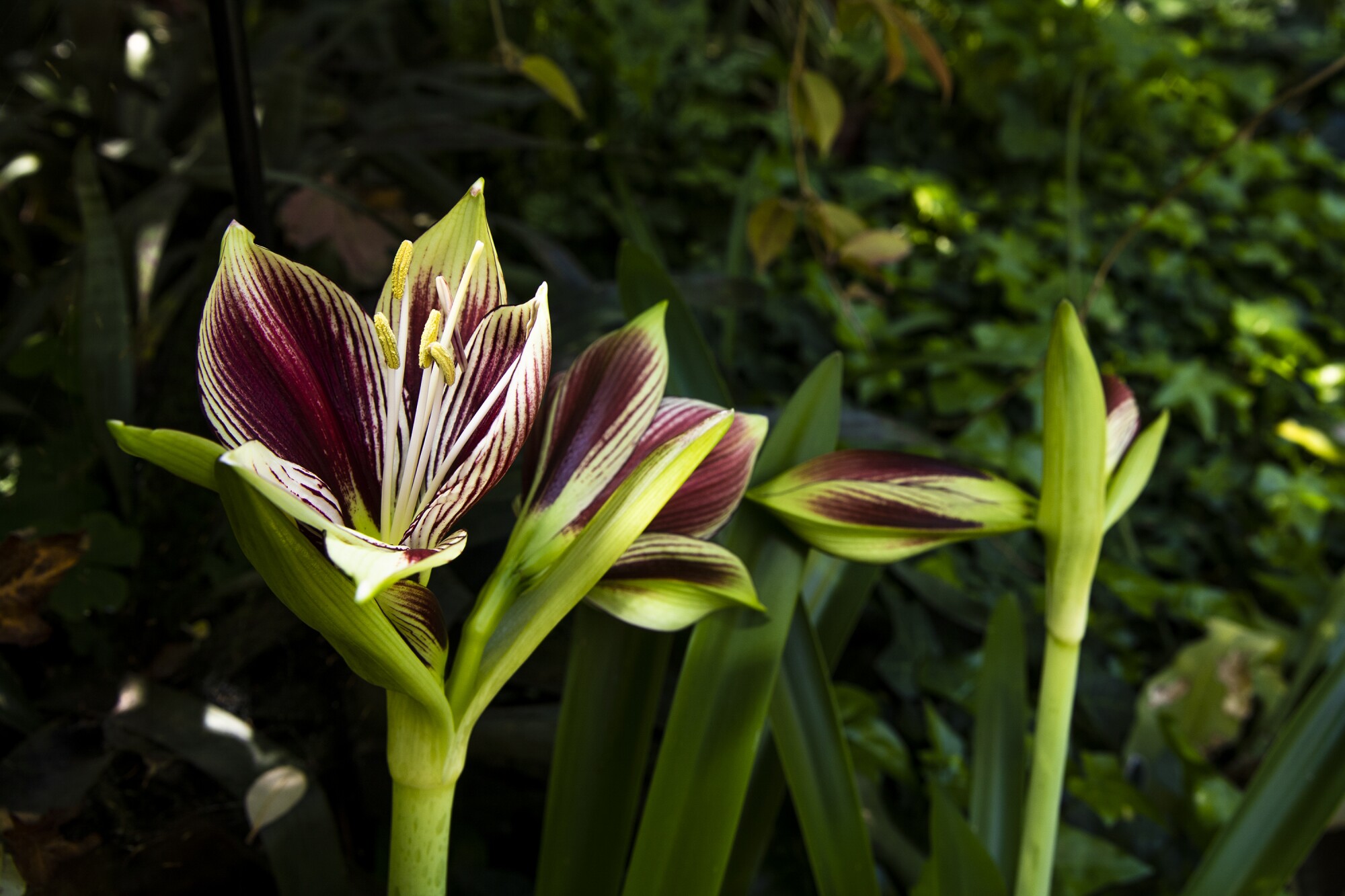 A blooming red flower