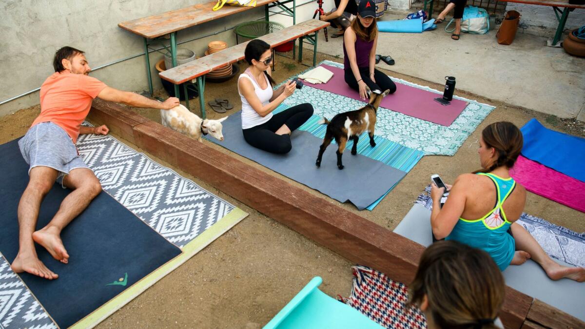 Attendees take pictures before a goat yoga session from Hello Critter.