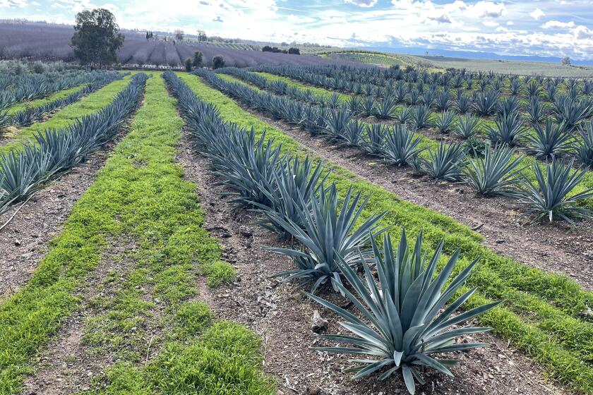 Rows of agave plants grow in Yolo County.