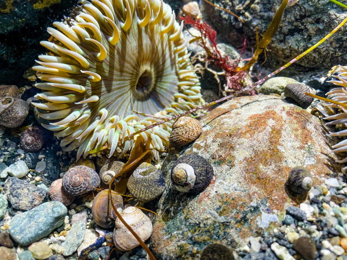 Why this weekend is an exceptional time to visit L.A.'s tide pools