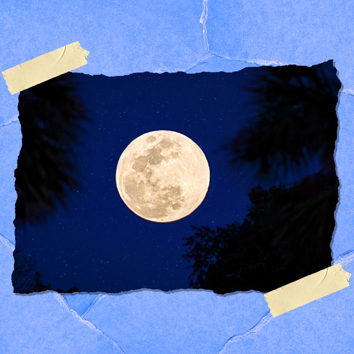 A full moon in a blue night sky with stars and silhouetted palm trees.