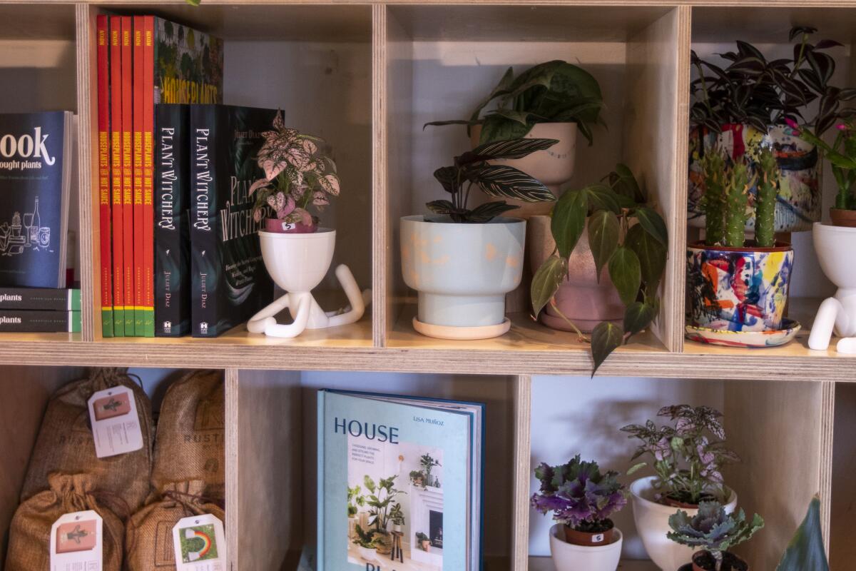 A wooden shelf filled with houseplants, books and gifts.