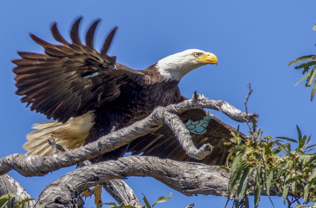 A female bald eagles takes flight from a tree 
