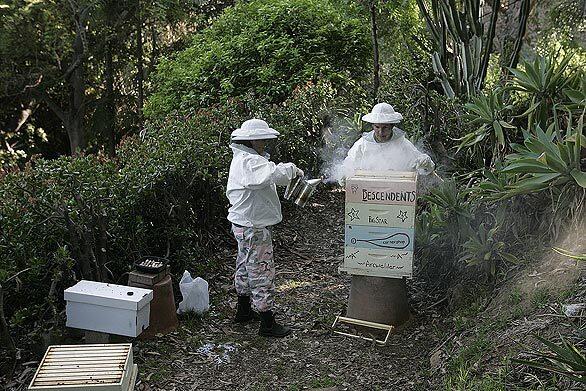 Amy Seidenwurm, left, and Russell Bates, in full beekeeping garb, check on their hive in the backyard of their Silver Lake home. The couple started keeping bees last September, and they consider the insects their pets.