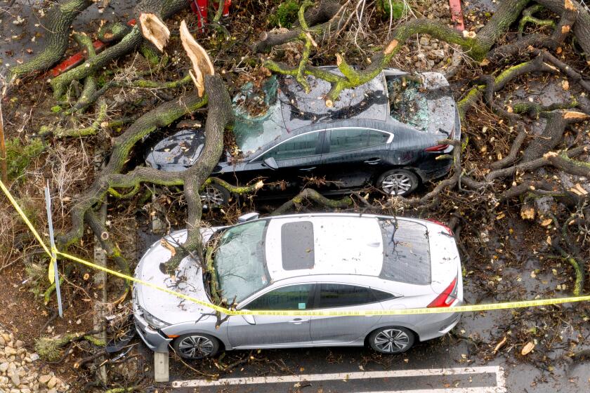 LOS ANGELES, CA - JANUARY 15: Damaged cars sit beneath a fallen tree at the El Camino Shopping Center on Mulholland Drive in Woodland Hills on Sunday, Jan. 15, 2023. The tree fell Satuday night trapping some people inside the cars. (Myung J. Chun / Los Angeles Times)