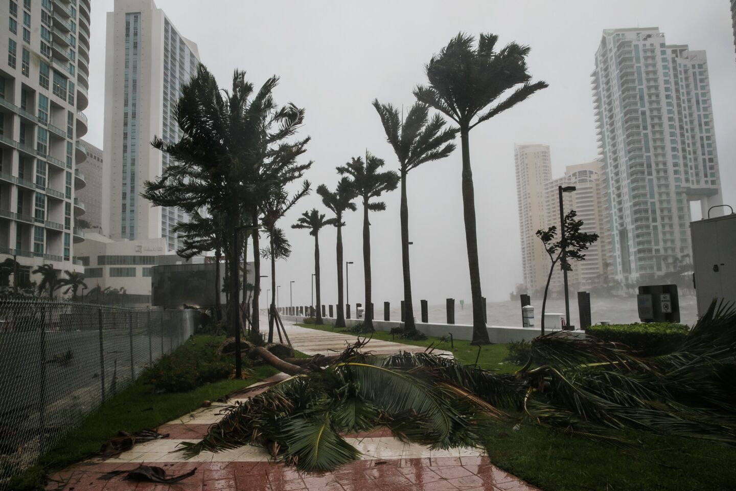 Trees fall as winds pick up speed early Sunday as Hurricane Irma approaches Miami.