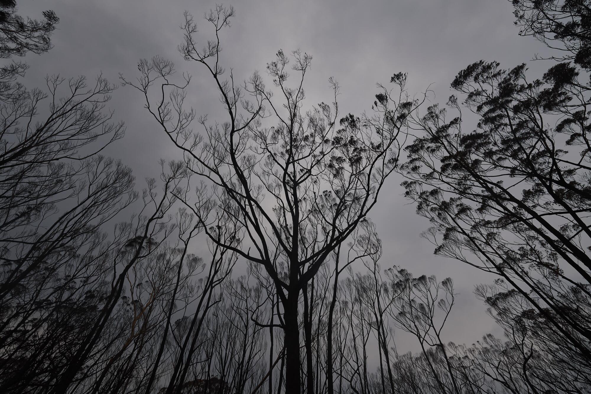 Burned trees in Wingello State Forest in Wingello, Australia.