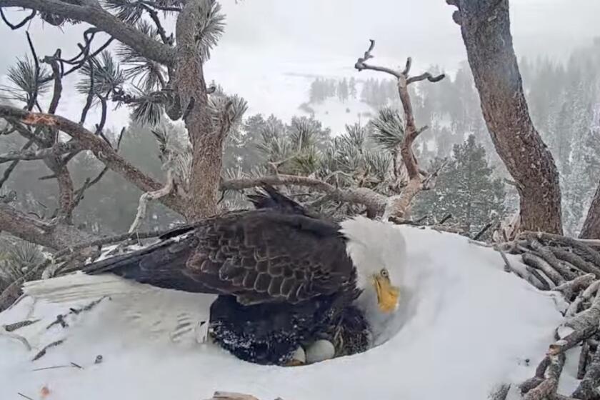 Big Bear's famous bald eagle, Jackie, sits in her nest keeping two eggs warm during a winter storm Friday, Feb. 24.