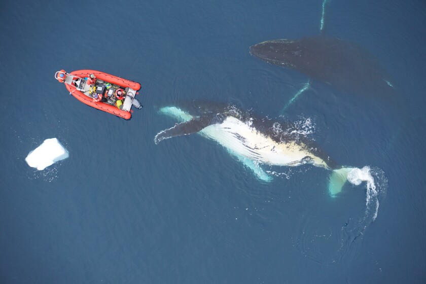 Humpback whales being tagged by the research team off the coast of Antarctica in 2018.
