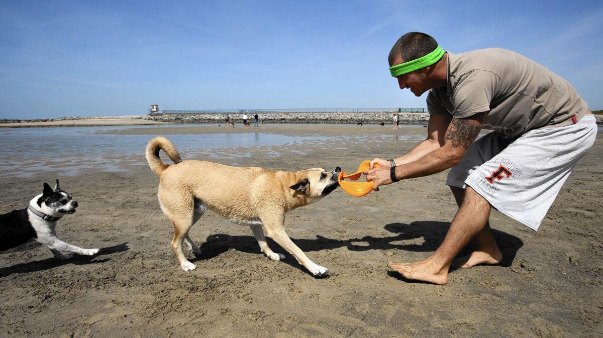 Sean Rowe of Newport Beach wrestles a toy away from Jameson as they play Friday at a county-controlled stretch of beach near Newport Beach. Orange County Supervisor Michelle Steel announced a proposed ordinance change that would pave the way for the first official off-leash area for dogs in unincorporated Orange County since county leash restrictions were enacted in 1975.