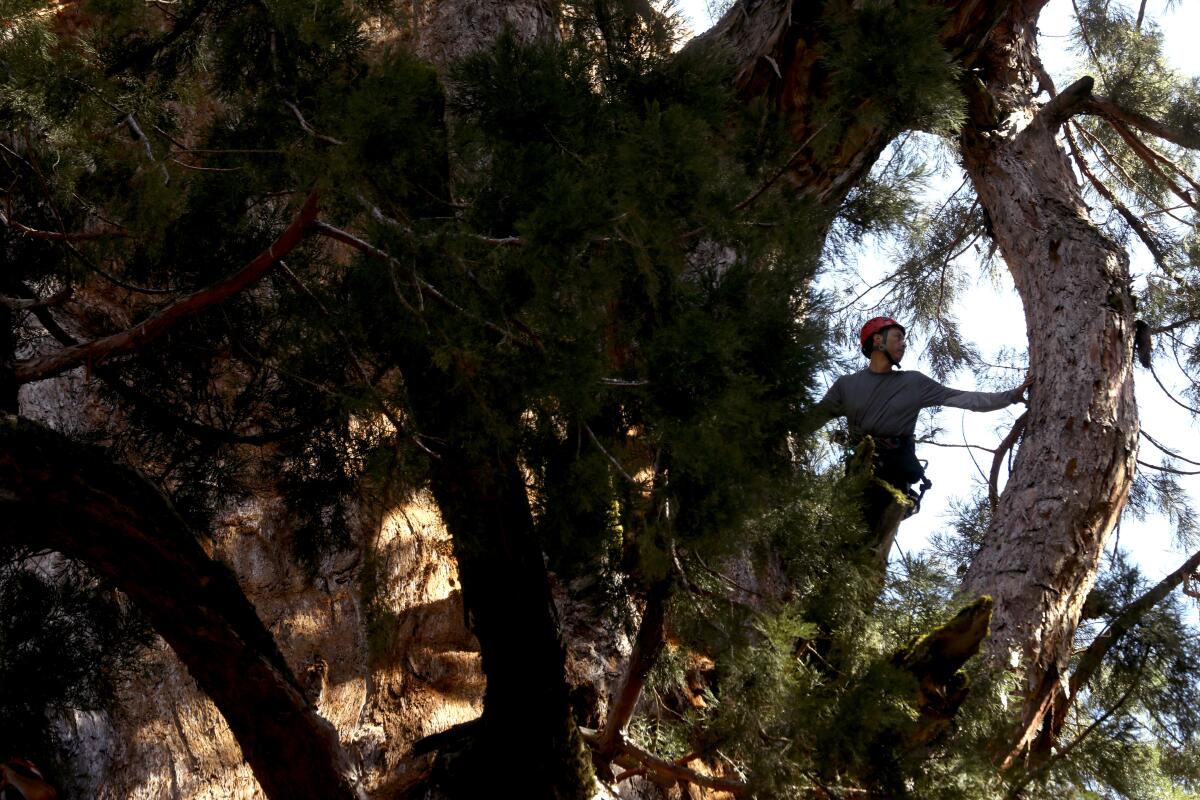 A person at the top of a large tree. 