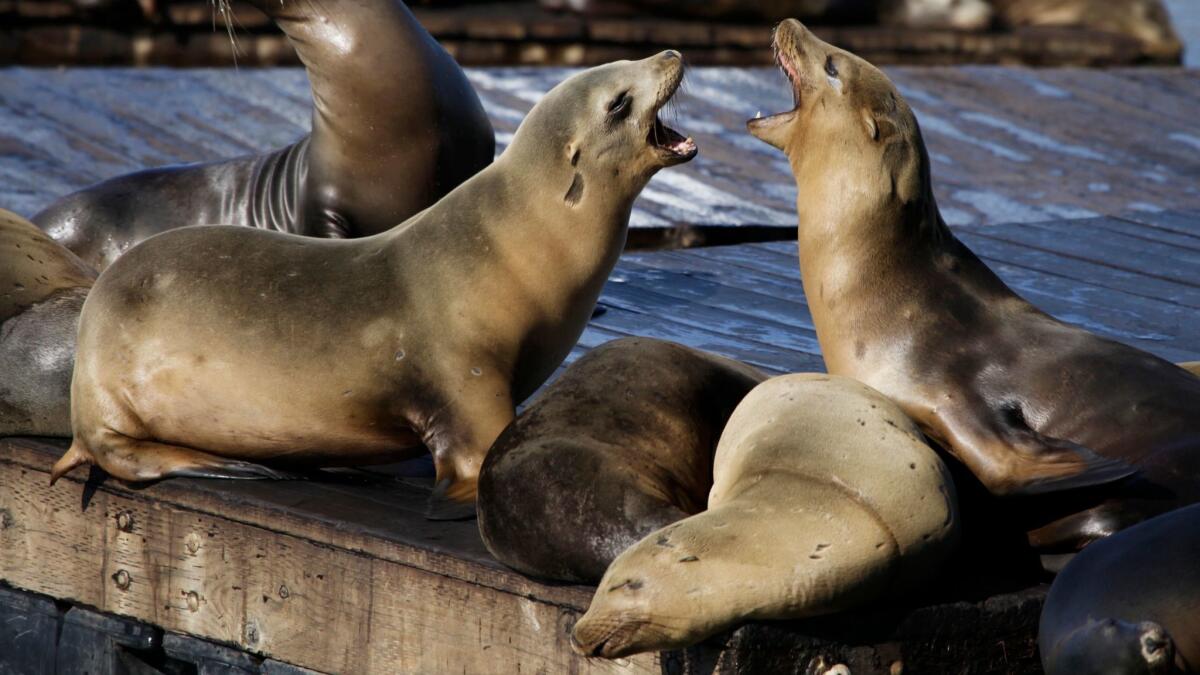 A third attack by a sea mammal in San Francisco in a week has prompted officials to ban swimming in the Aquatic Park Cove. In this Oct. 15, 2010, file photo, sea lions bark at each other at Pier 39 in San Francisco, which is east of Aquatic Park Cove.