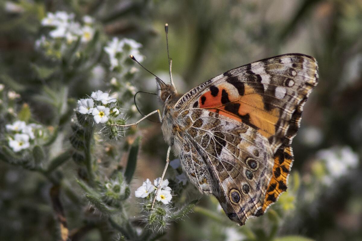 Painted lady butterflies near Thousand Palms, Calif. Millions are migrating across California.