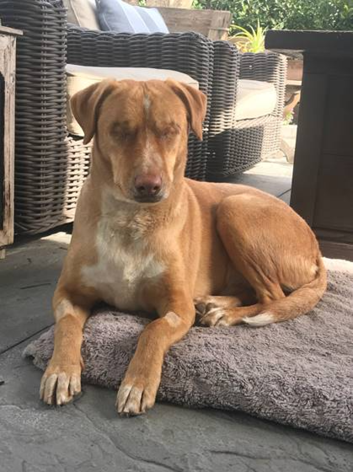 Newly blind Louis is learning to live life without his eyes.