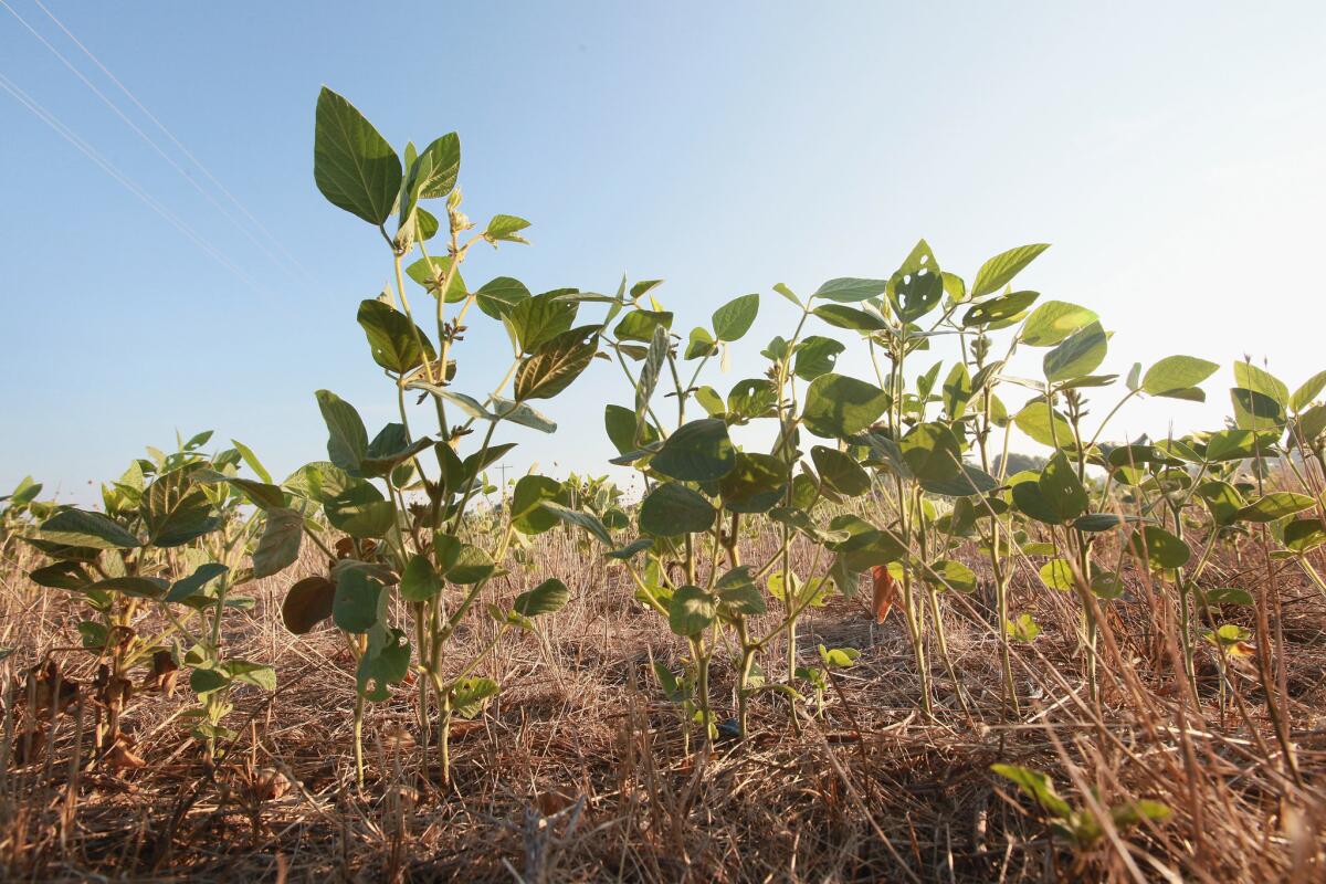 Soybean plants struggle to survive in a drought-stricken farm field near Uniontown, Ky. Soybean futures have soared to record prices.