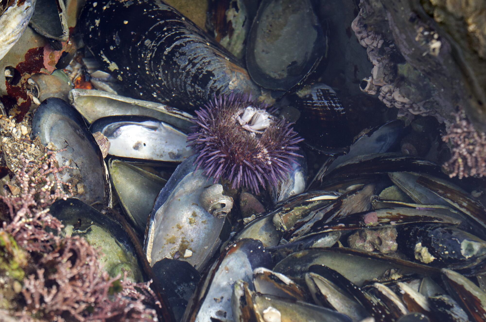 A sea urchin grows in a tide pool.