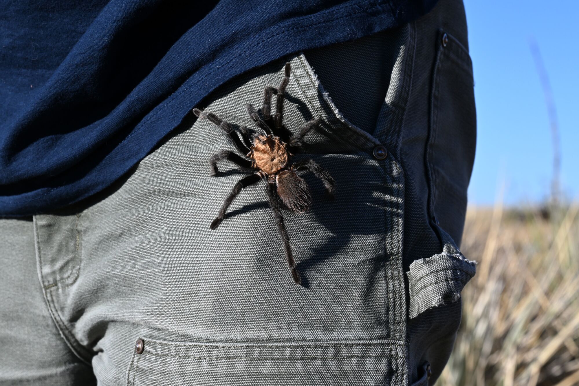 A male tarantula crawls up the pants of Rich Reading