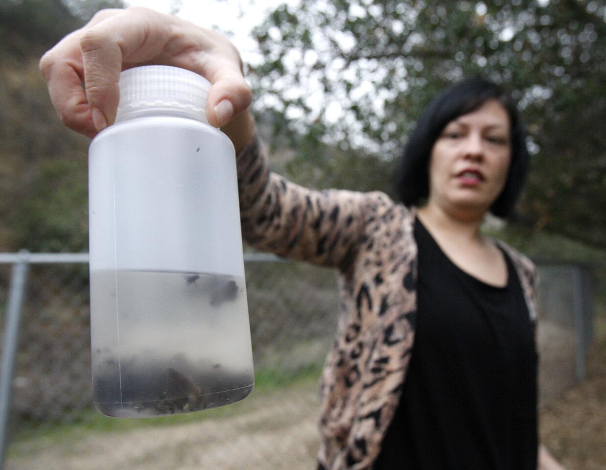 Assistant Collections Manager Lisa Gonzalez of the Entomology Department for the Natural History Museum Bioscan Project holds a bottle with insects that were collected at a home in Glendale in an insect collection station on Thursday, January 30, 2014. There are 30 other sites set up in the Los Angeles area to study insects in the urban environment, a study that is original. (Tim Berger/Staff Photographer)