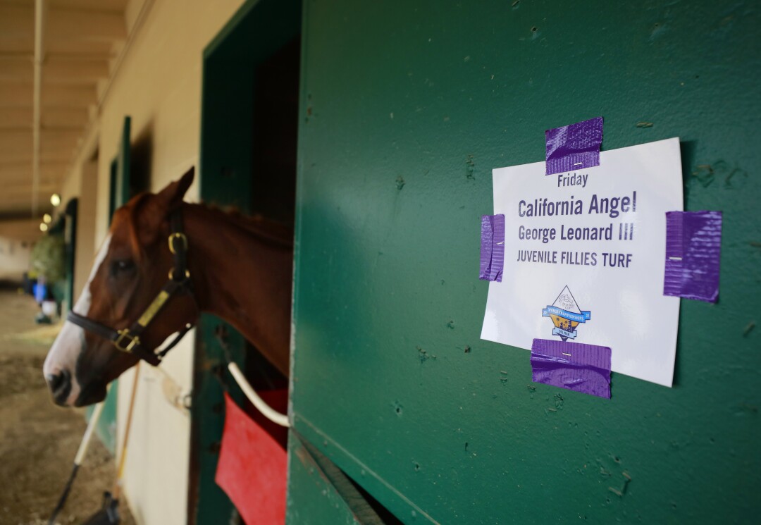 California Angel, trained by George Leonard III , will run in the $1 million Juvenile Fillies Turf on Friday.