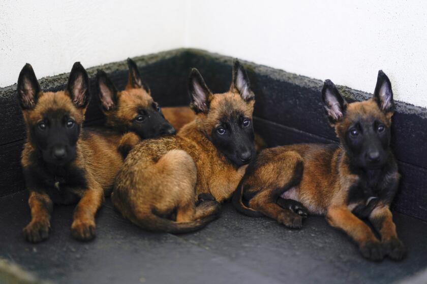 Belgian Malinois puppies rest at the Mexican Army and Air Force Canine Production Center in San Miguel de los Jagueyes, Mexico, Tuesday, Sept. 26, 2023. The puppies will one day become rescue dogs or drugs and explosives’ detectors after get basic training at the center. (AP Photo/Eduardo Verdugo)