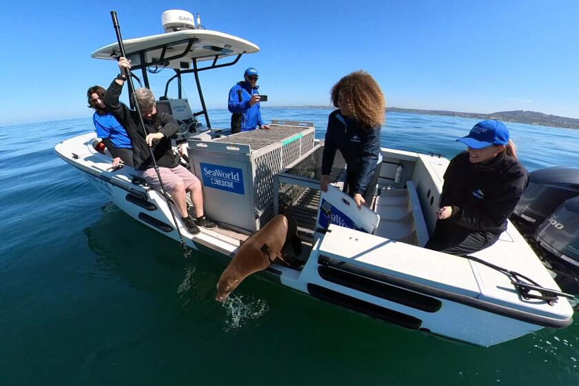 The SeaWorld San Diego team releases a sea lion that was taken from La Jolla Cove and treated for a bacterial infection.