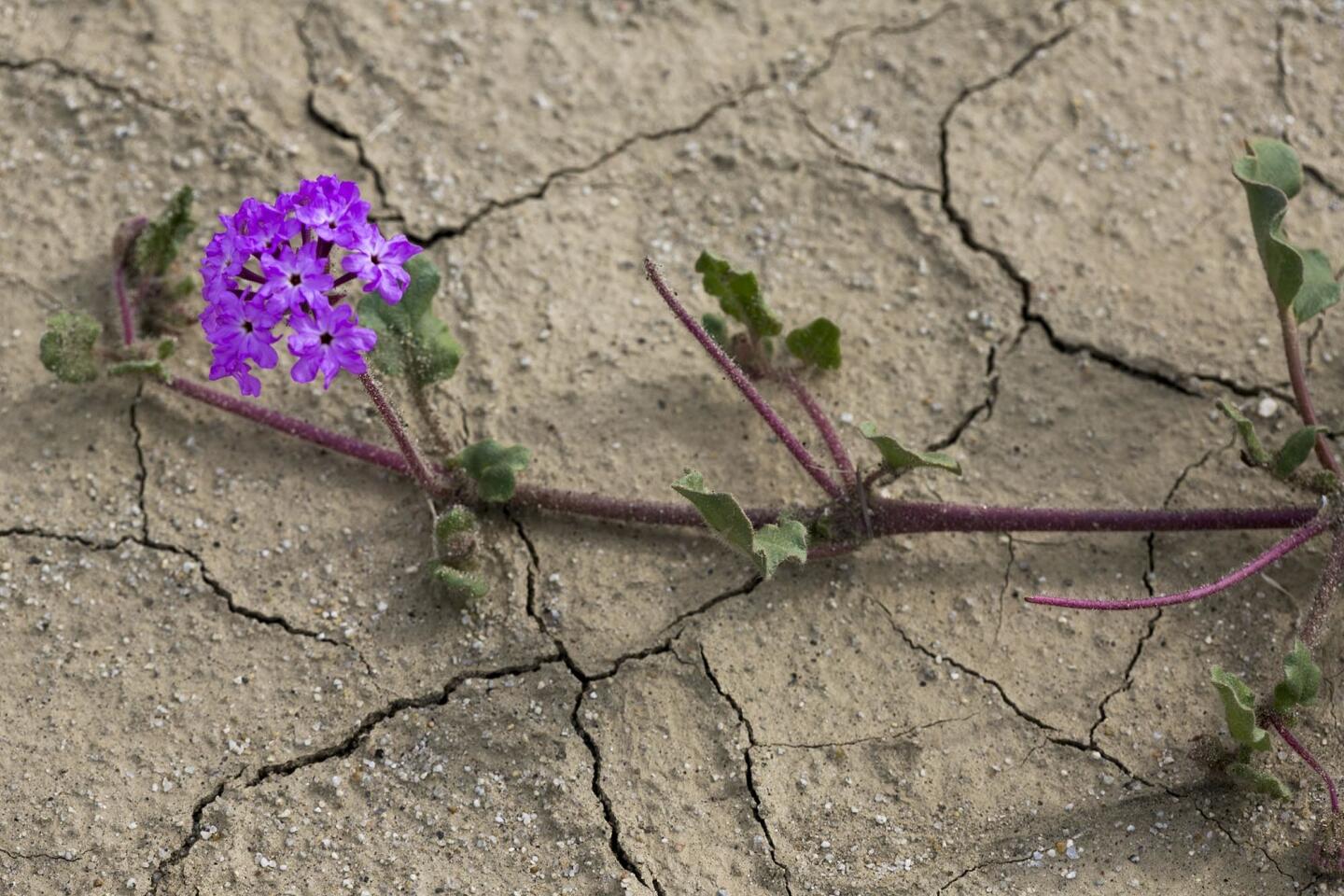 wildflower bloom