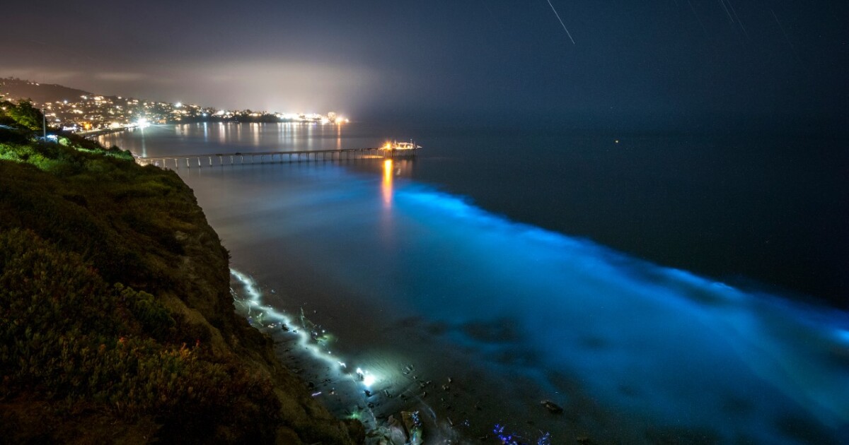 San Diego Beach Goers Might Be Treated To The Beauty Of Bioluminescence In Local Waters The San Diego Union Tribune