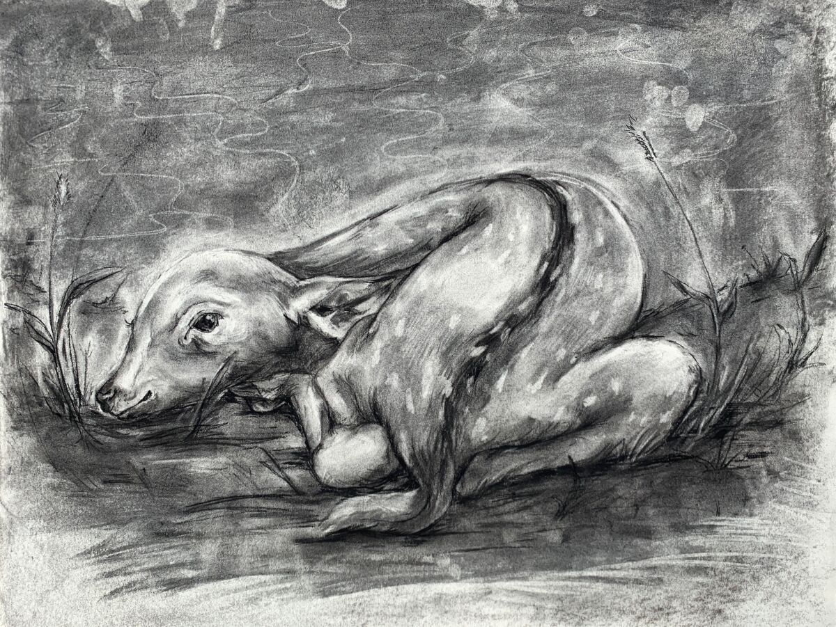 Charcoal drawing of a fawn by San Diego High School student Anais Saracen.